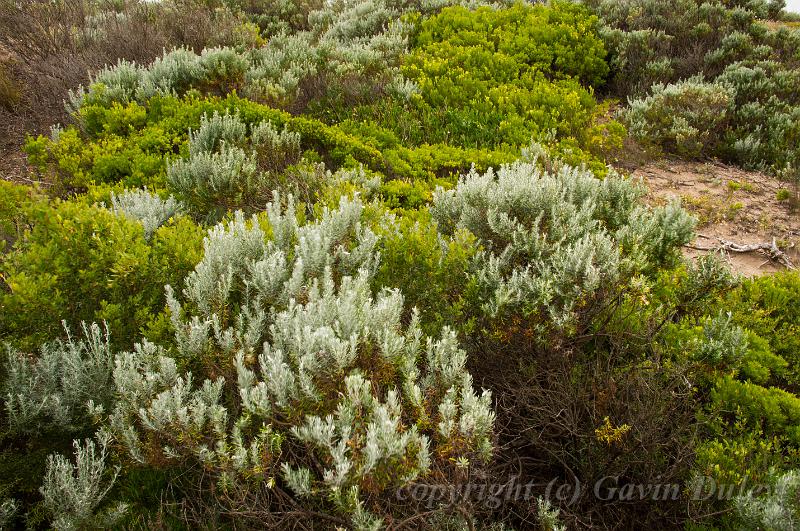 Heathland, Barwon Heads IMGP4484.jpg